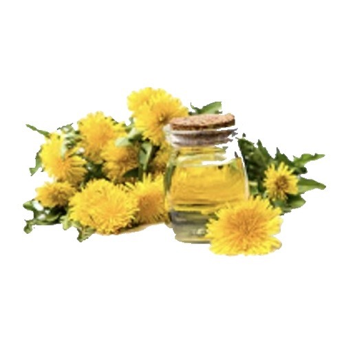 Dandelion flowers and extract