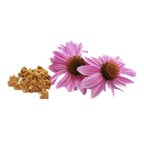 Echinacea purpurea flowers and powder